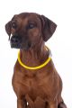 HKM Kollane valgustatud kaelarõngas koertele -LED-