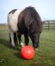 LIKIT Igavusepeletaja SNAK-A-BALL