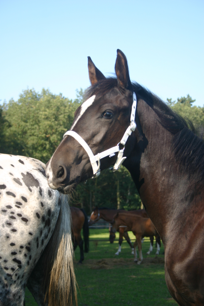 HORKA Halter Foal