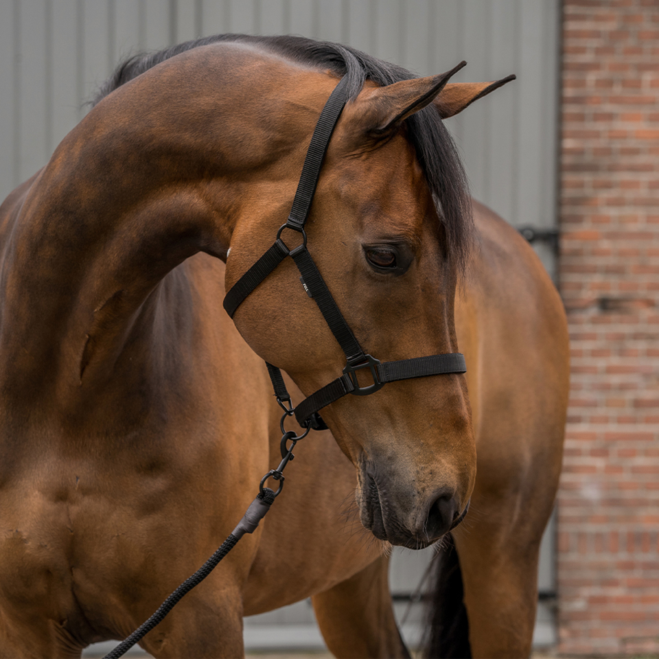 HORKA Halter set BLACK EDITION