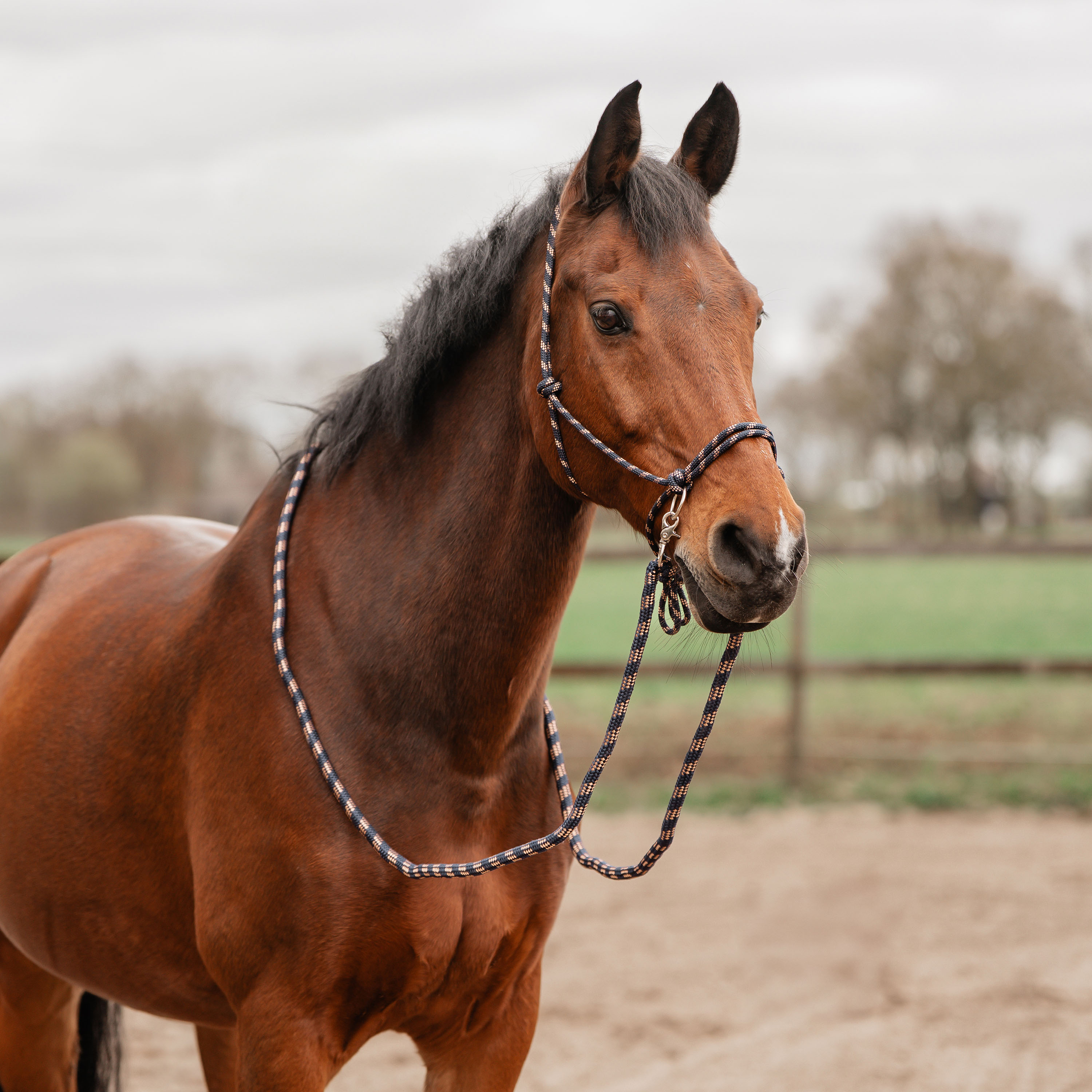 HORKA Rope halter set TWO-TONE