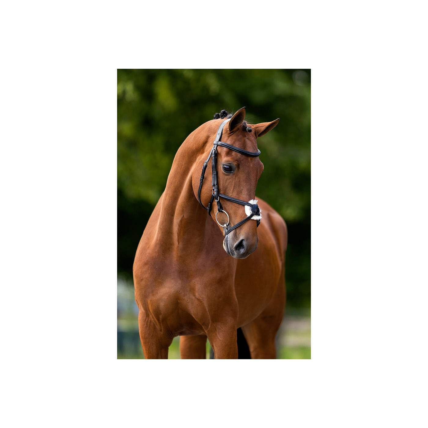 BR Grackle Bridle Grantham - Image 3