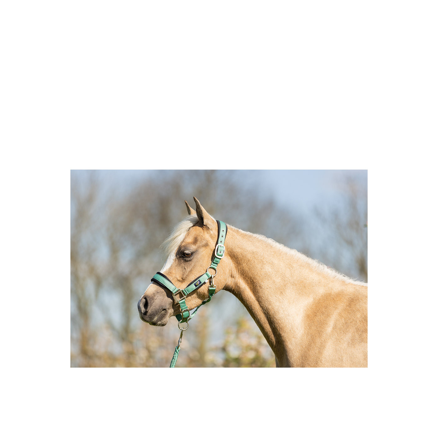 BR Mini-Horse Halter with Lead - Image 2