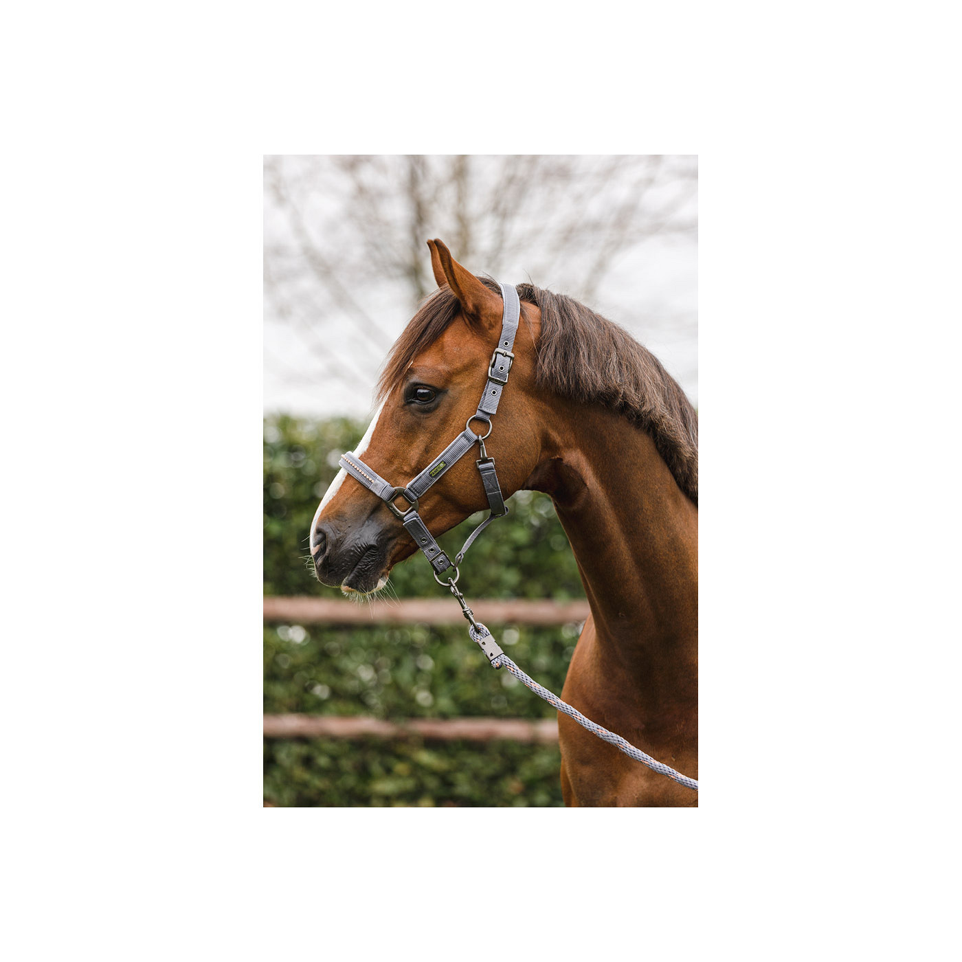 ANKY® halter and Lead stones - Image 3