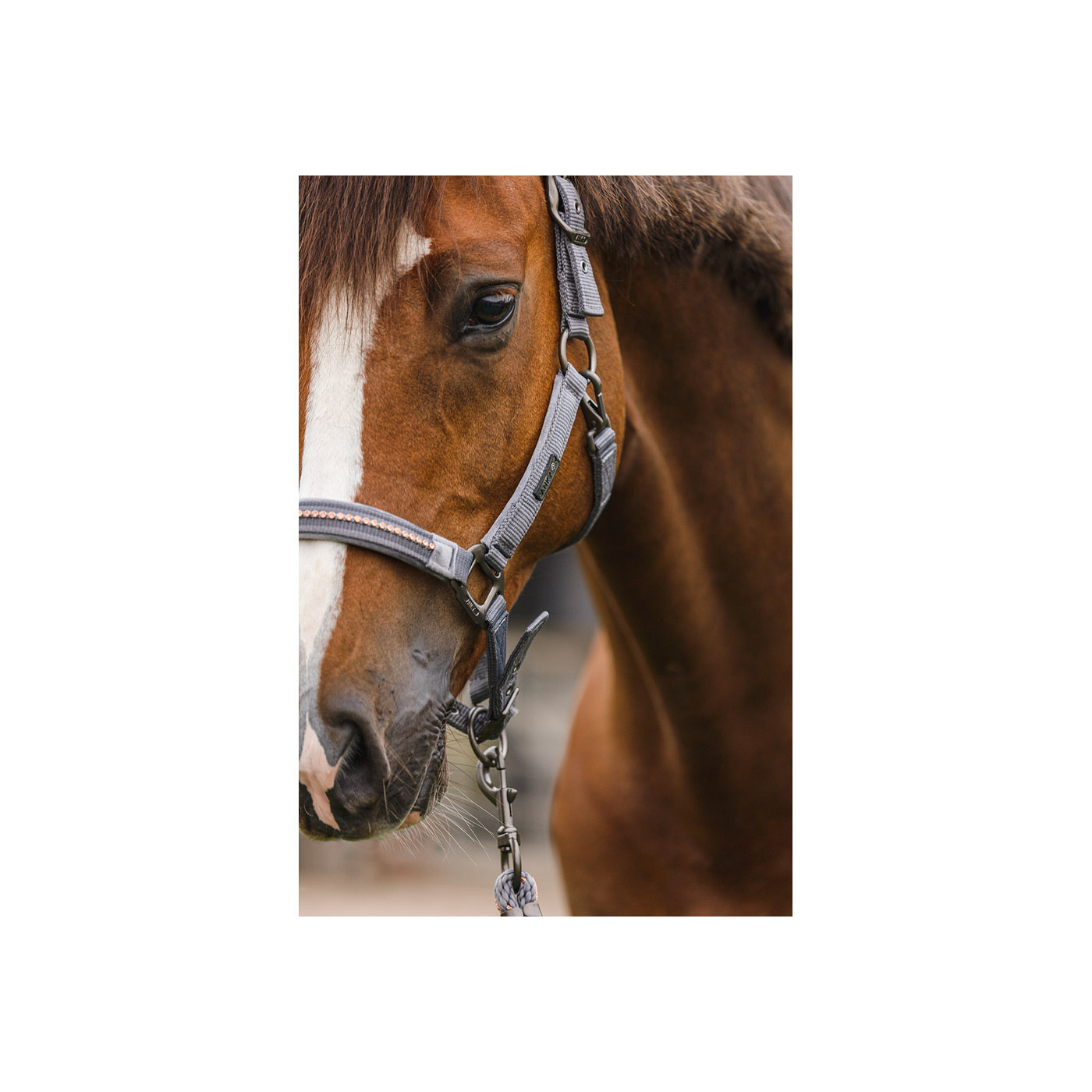 ANKY® halter and Lead stones - Image 4