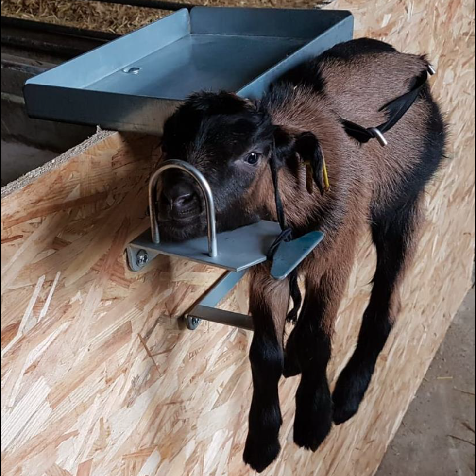 Express Restraint System Lamb/Goat