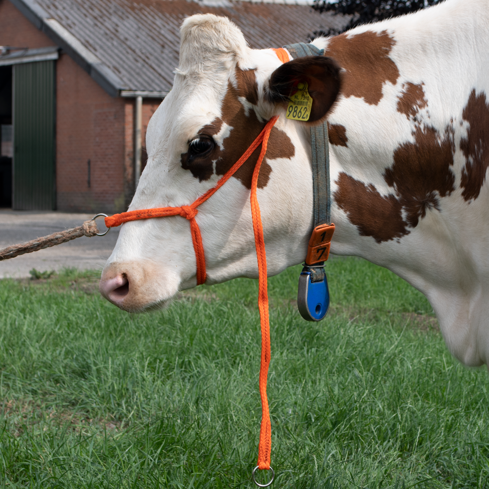 Halter Calf adjustable wide orange Large Cow