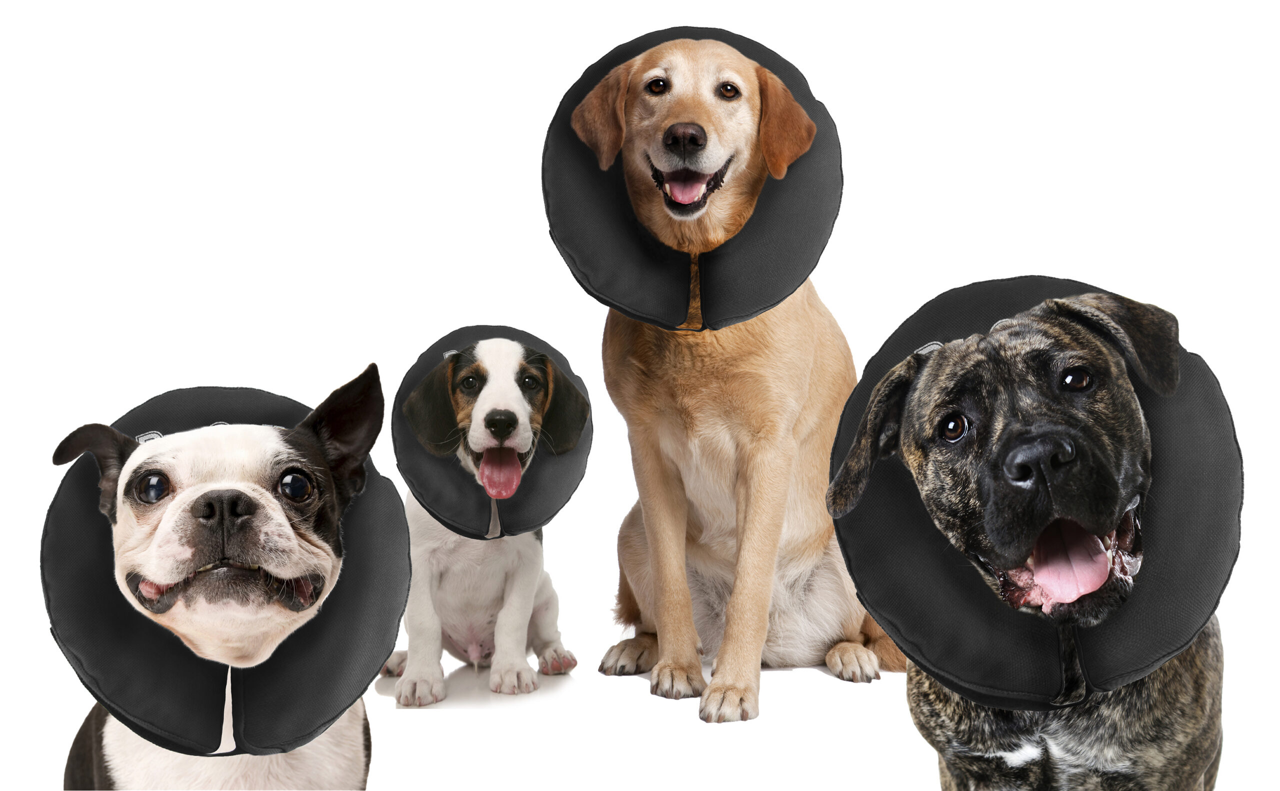 Zenpet ProCollar L - Image 2