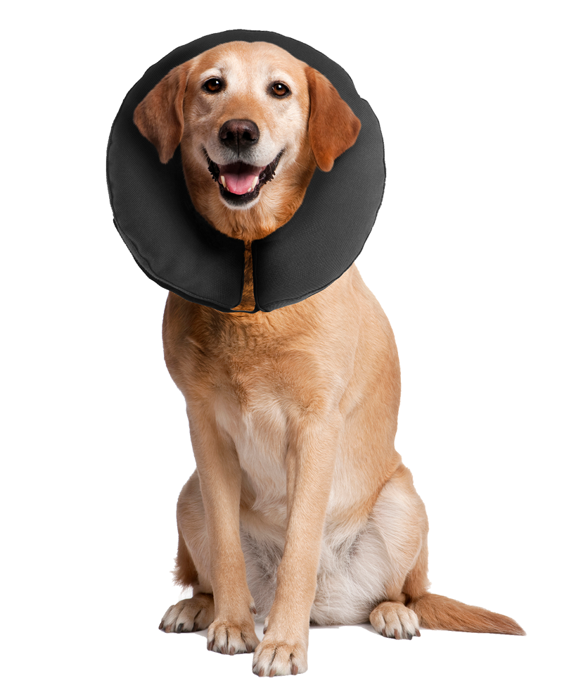 Zenpet ProCollar XL - Image 4