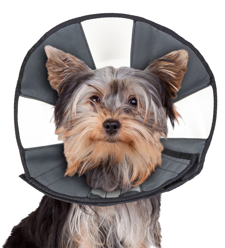 Zenpet Procone S - Image 4