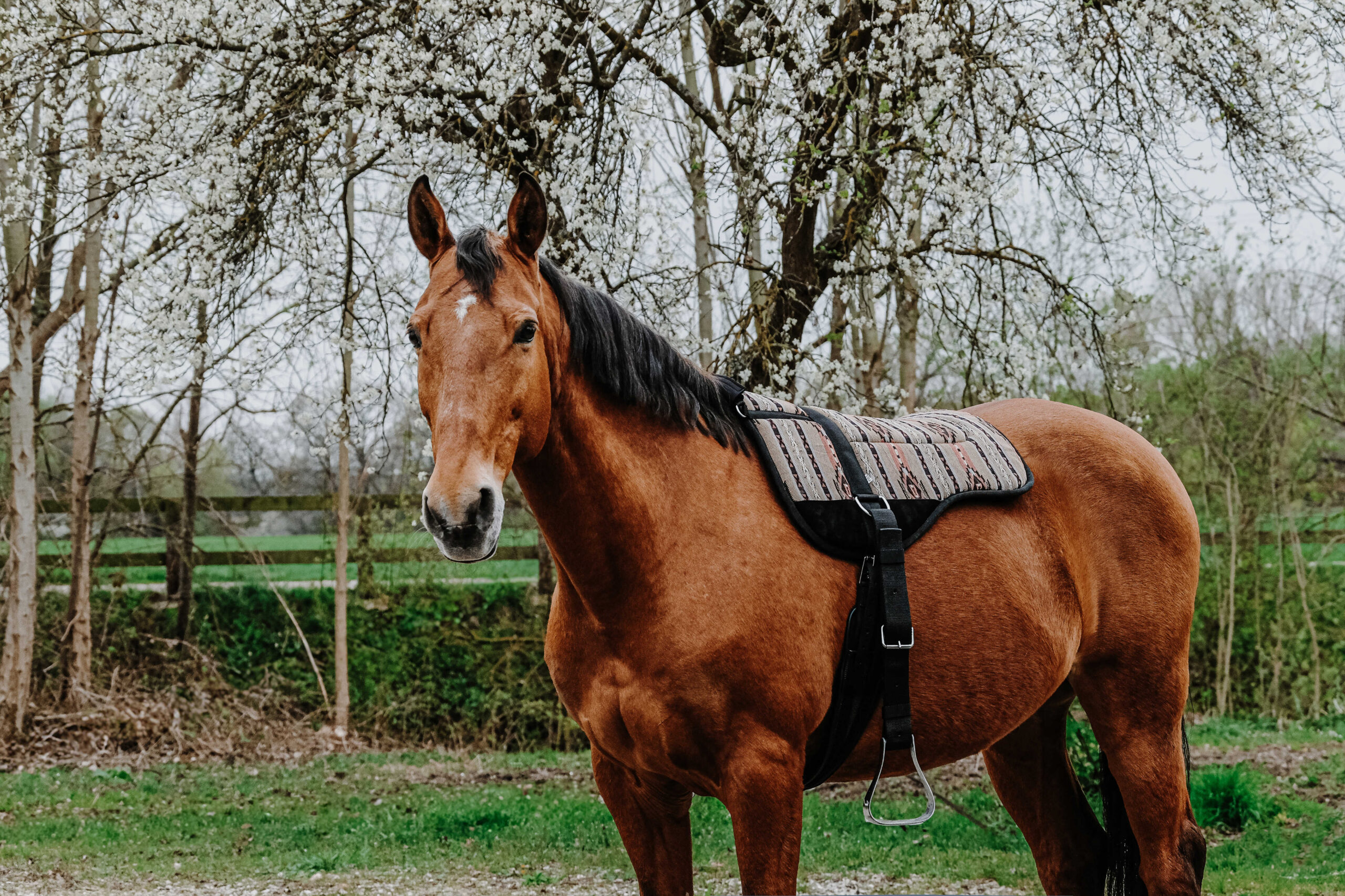 NORTON Bareback-Riding pad – Kiowa - Image 3