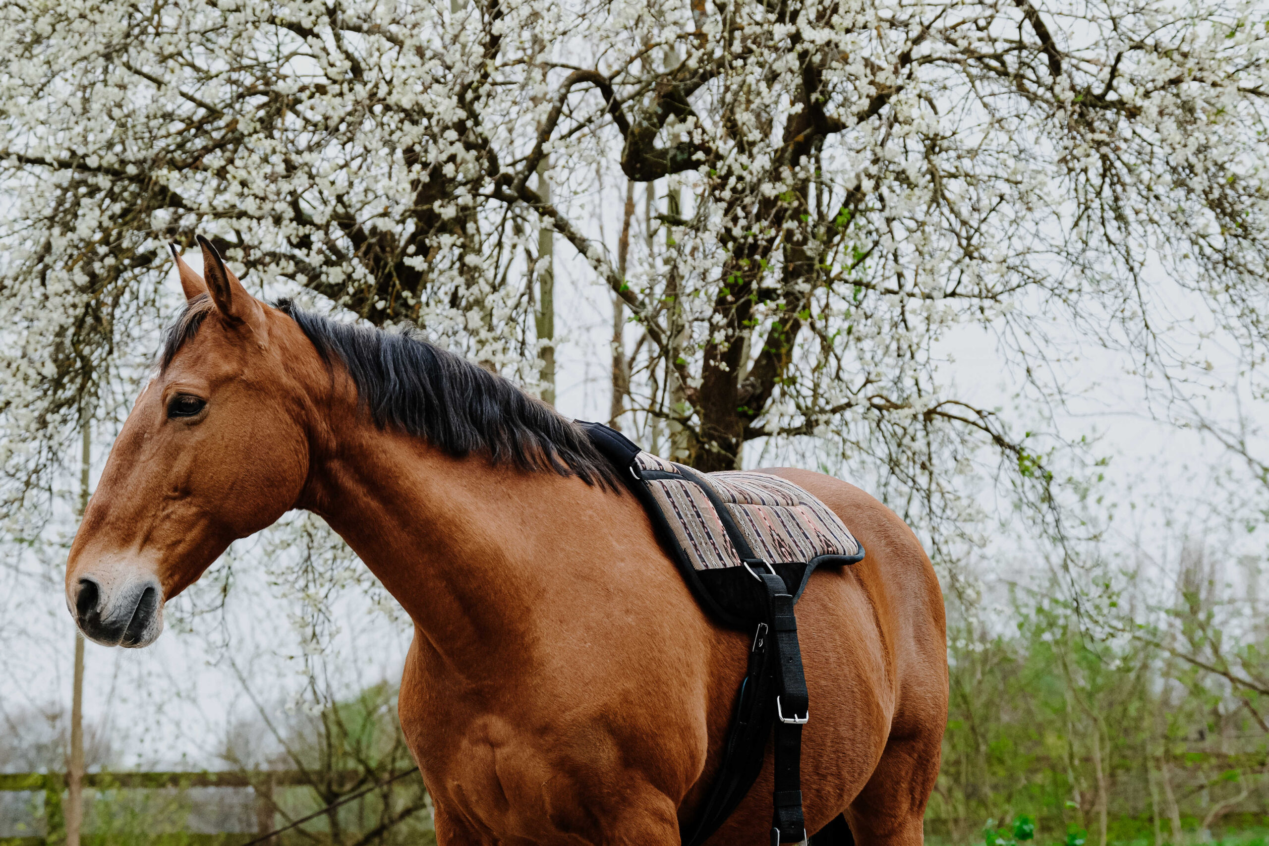 NORTON Bareback-Riding pad – Kiowa - Image 4