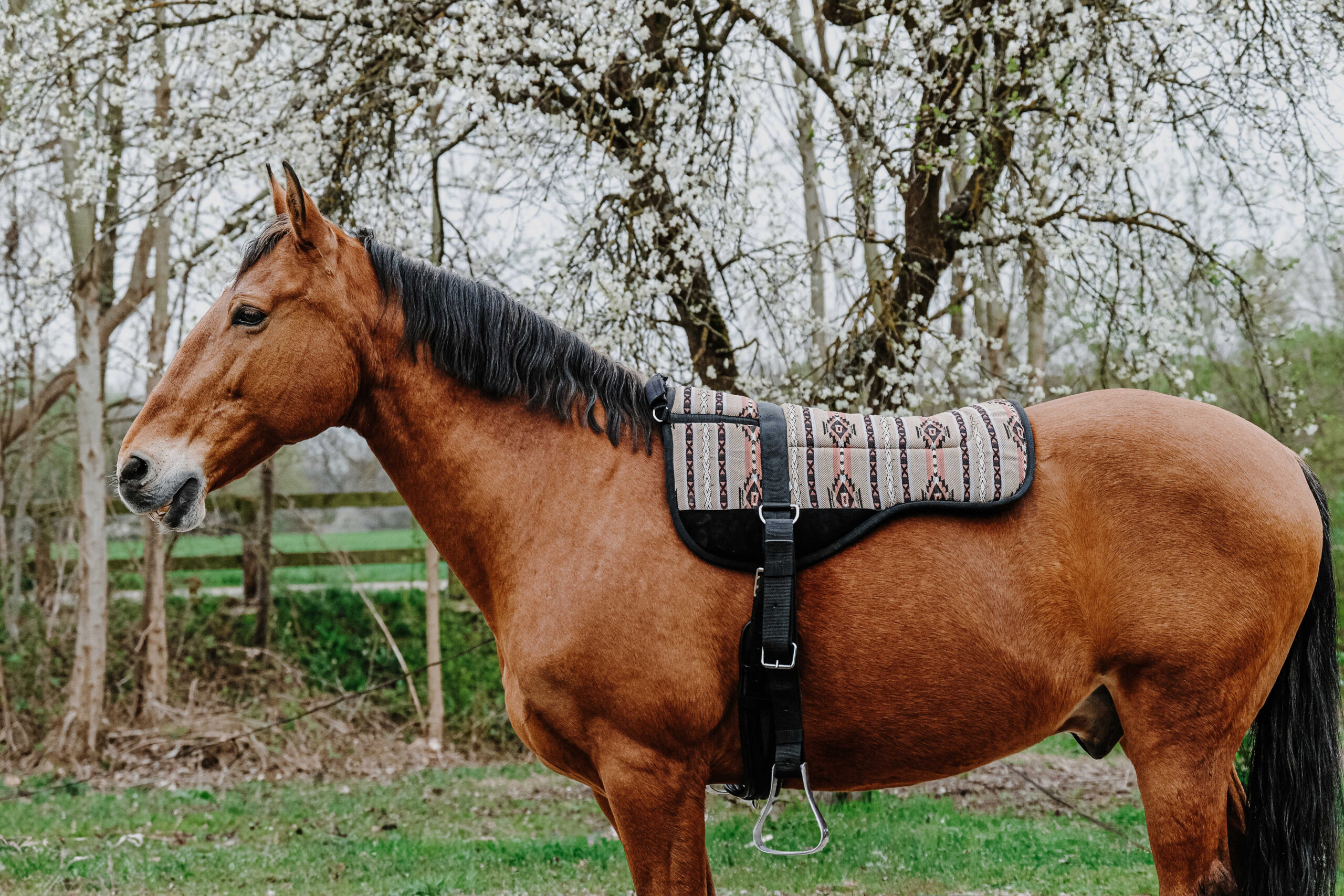 NORTON Bareback-Riding pad – Kiowa - Image 8