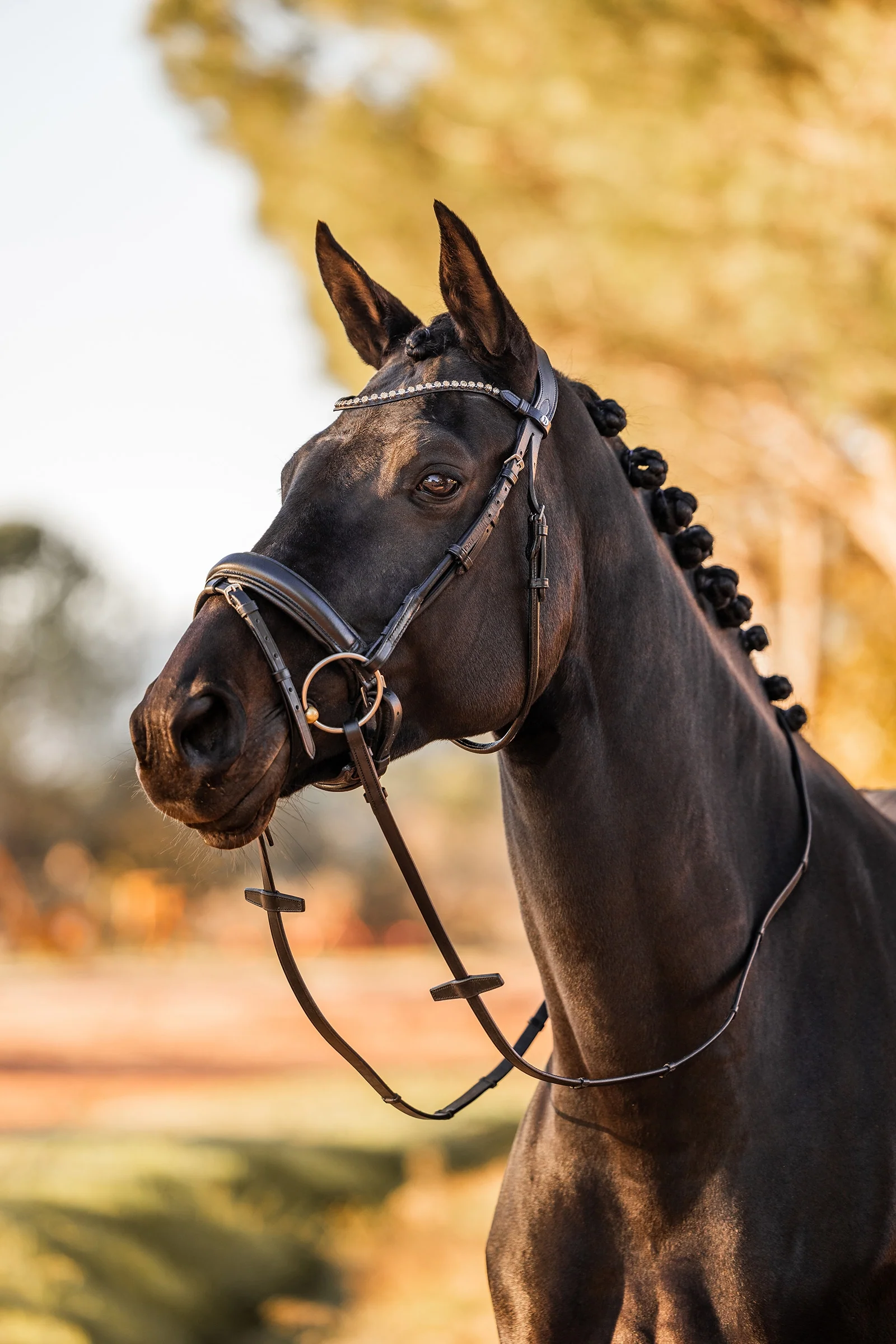 Horze Lockhart Anatomic Bridle (PONY) - Image 2