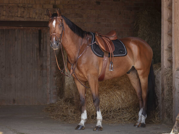 ERIC THOMAS FITTER Stirrup leathers - Image 4