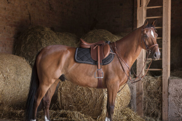 ERIC THOMAS FITTER Stirrup leathers - Image 9