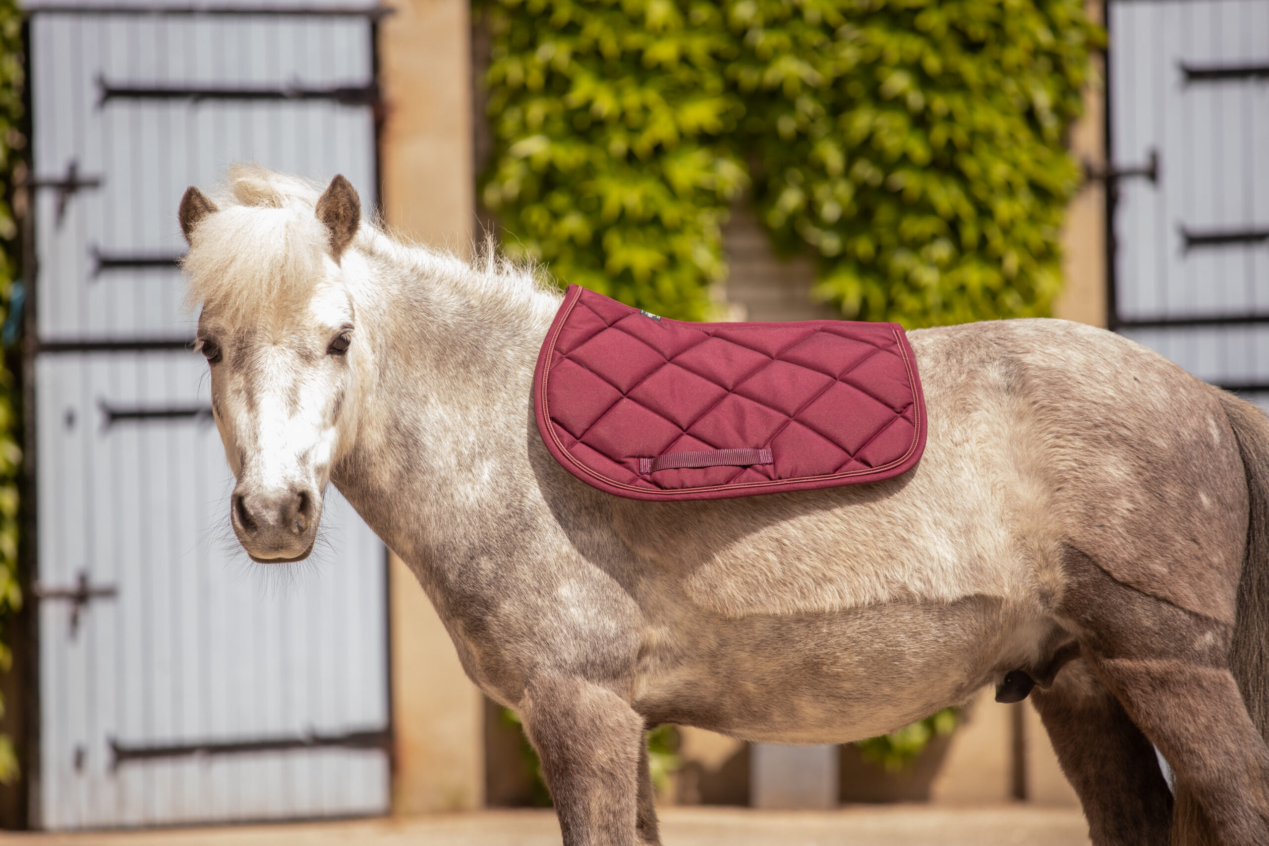 PADDOCK "Prems" Saddle pad - Image 11