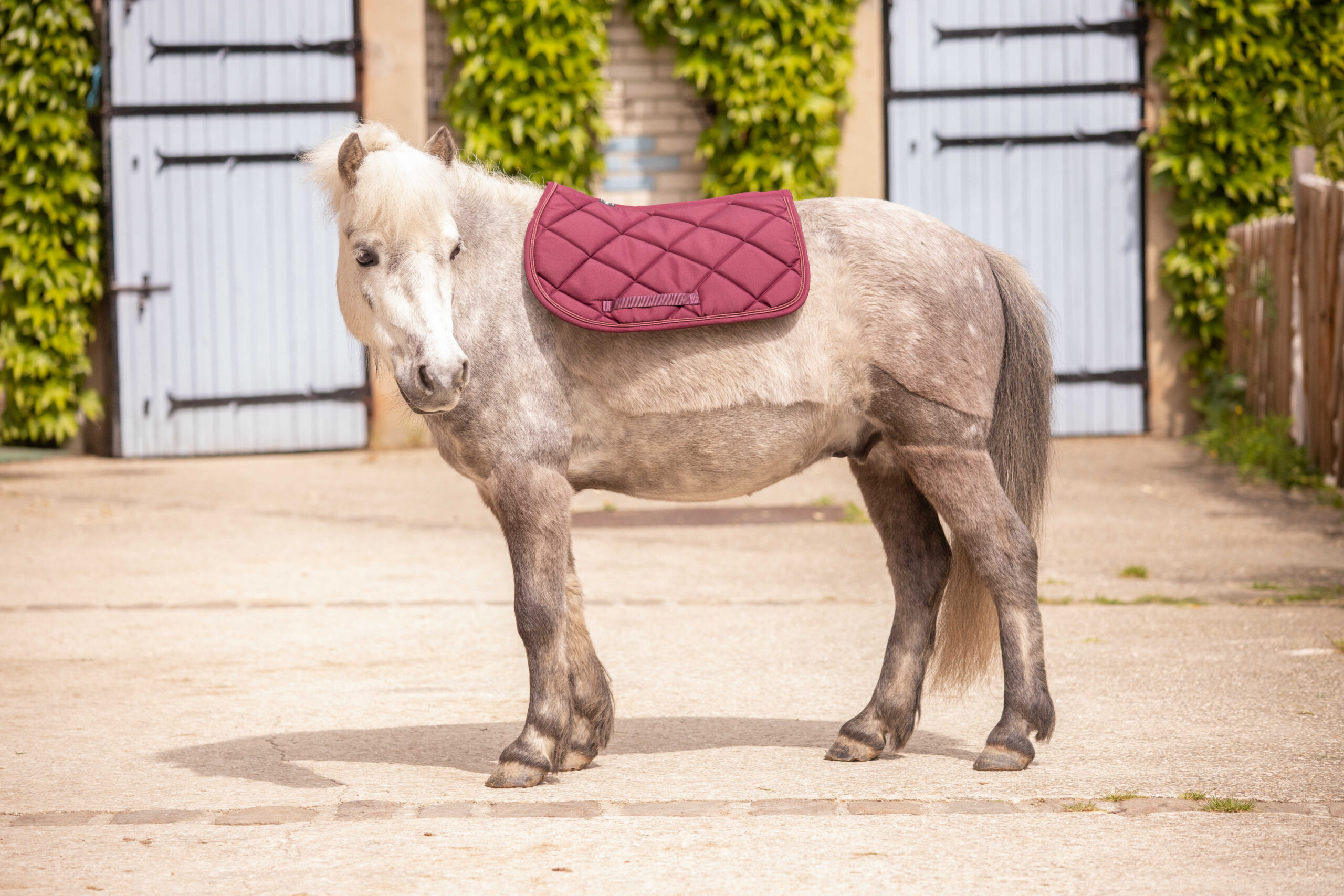 PADDOCK "Prems" Saddle pad - Image 14