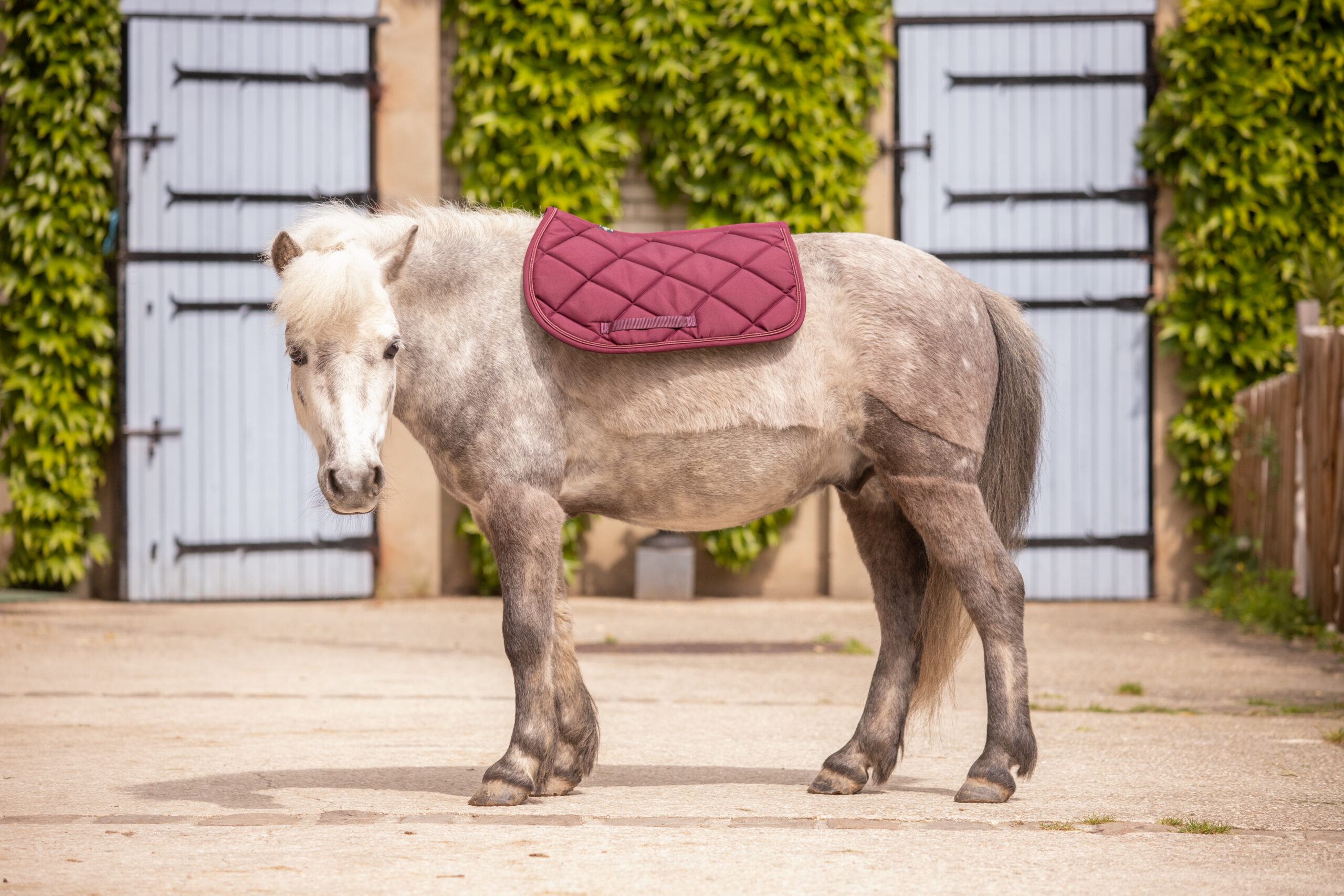 PADDOCK "Prems" Saddle pad - Image 15