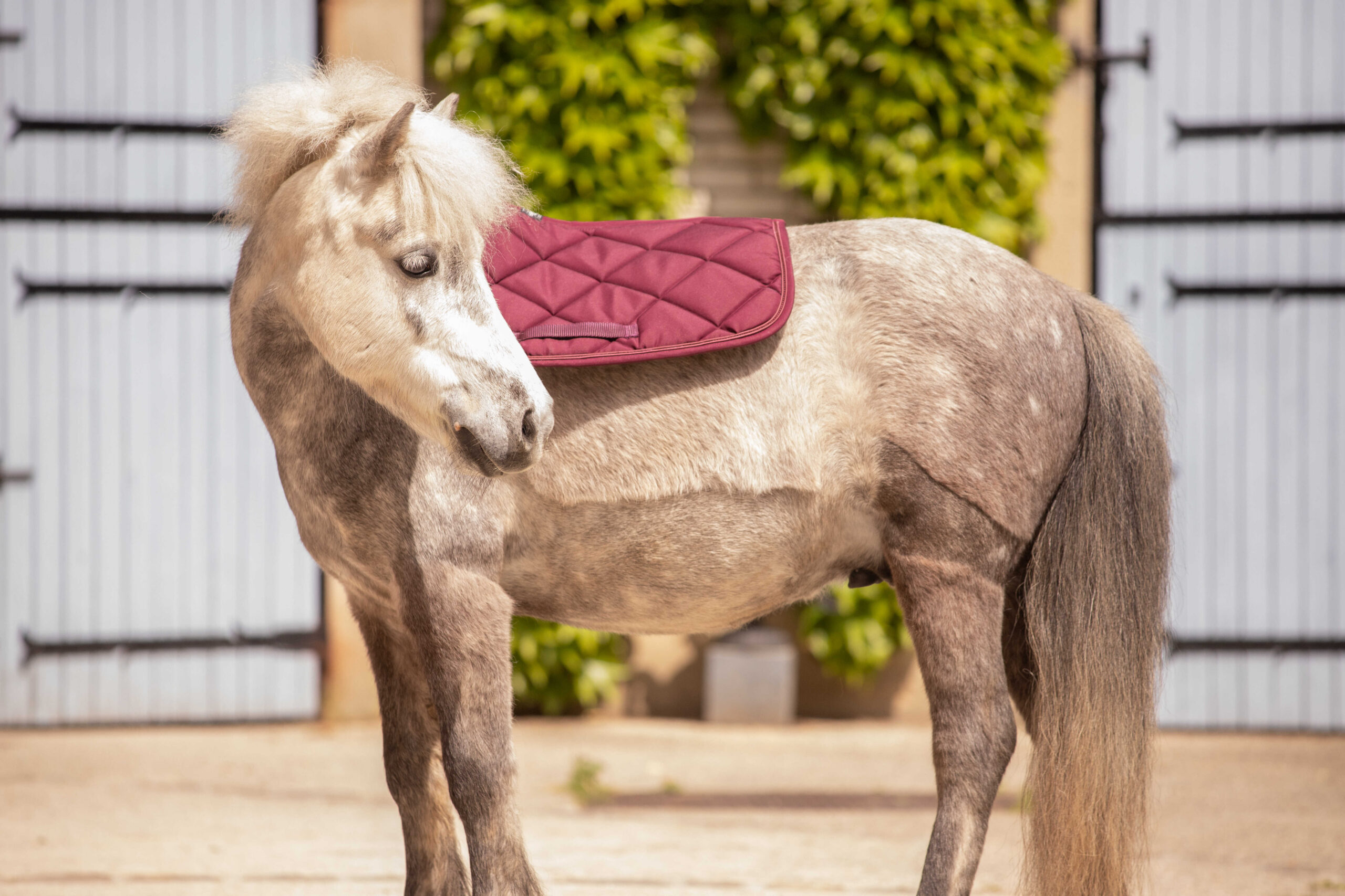 PADDOCK "Prems" Saddle pad - Image 16