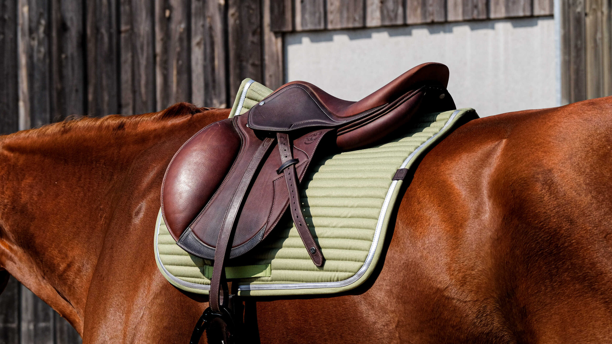 EQUITHEME Saddle pad - Spring - Image 6