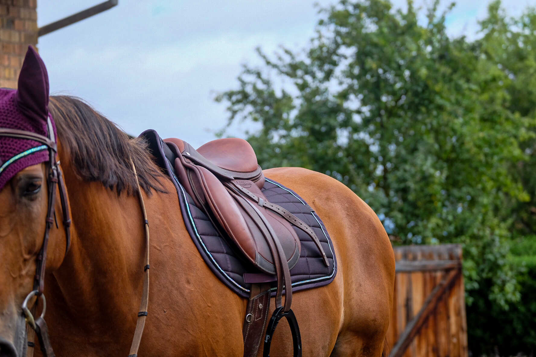 EQUITHEME Saddle pad - Domino - Image 14