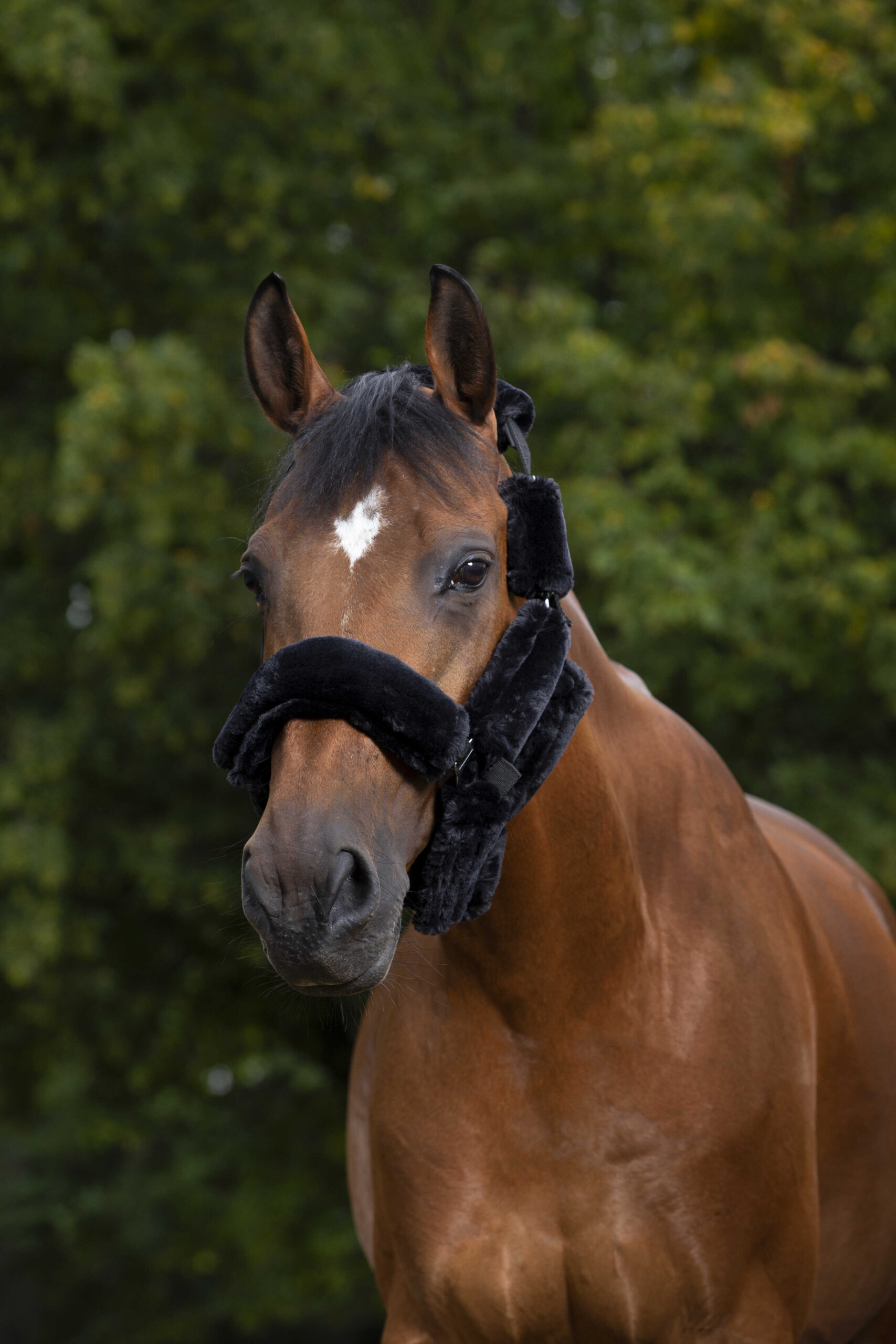 EQUITHÈME "Teddy" halter accessory set