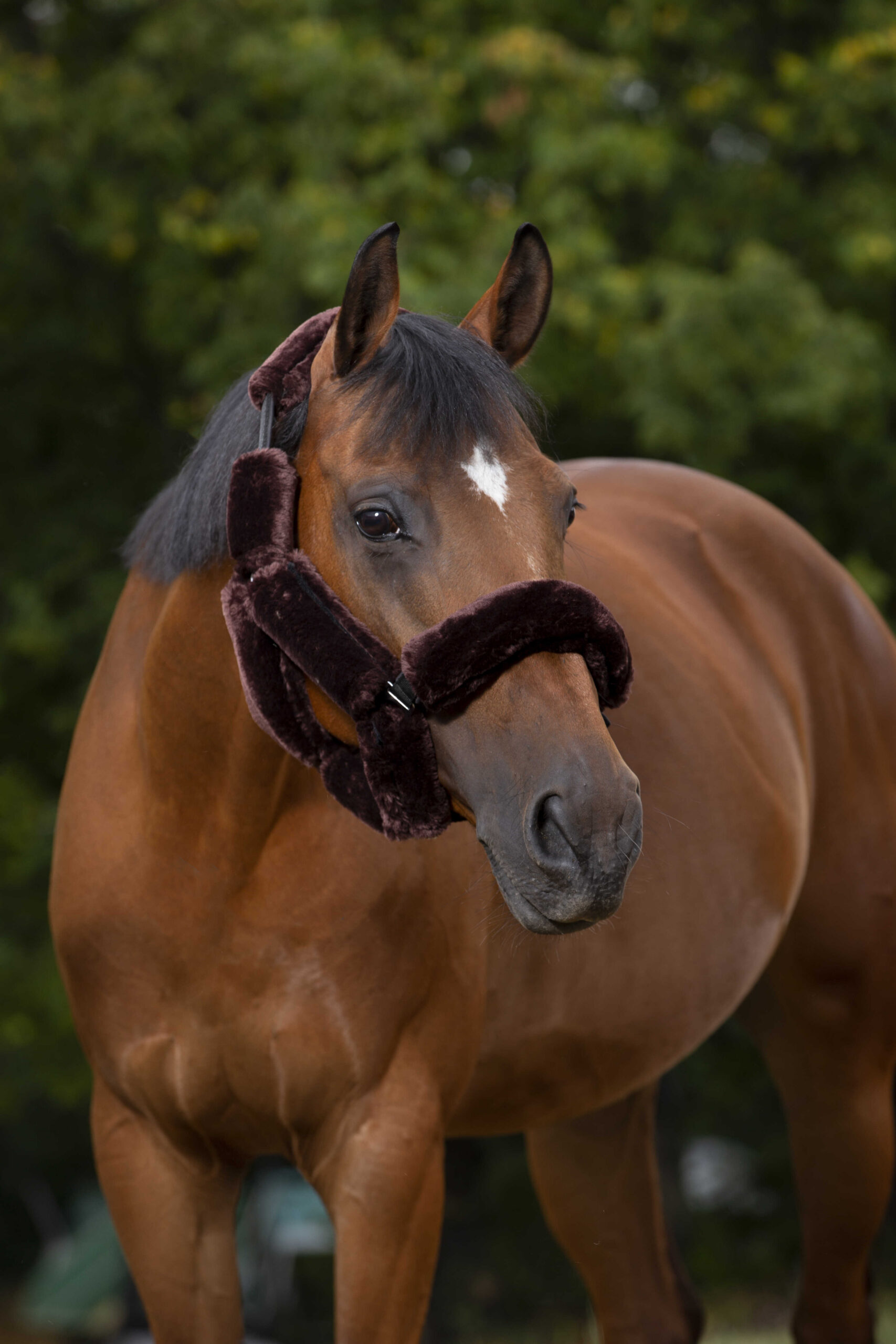 EQUITHÈME "Teddy" halter accessory set - Image 3