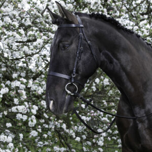 RIDING WORLD Bridle – French noseband