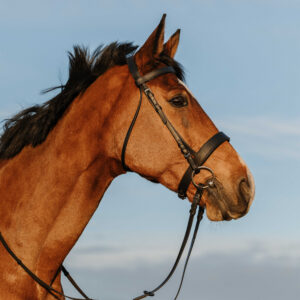 RIDING WORLD Bridle – Wide Noseband Bridle