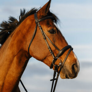 RIDING WORLD Bridle - Padded combined noseband