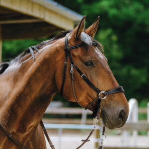 NORTON Bitless bridle