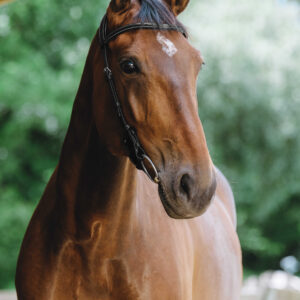 NORTON - Freedom - Bridle saddle