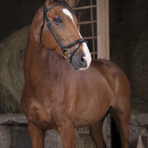 NORTON PRO - Fine - Bridle seam