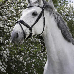 NORTON PRO Stirnriemen - Strass -