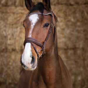 NORTON PRO - Miss - Bridle