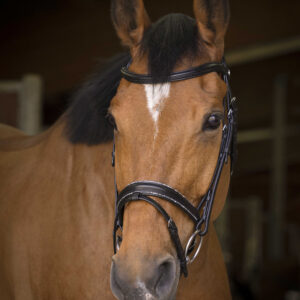 NORTON PRO Bridle - Rock -