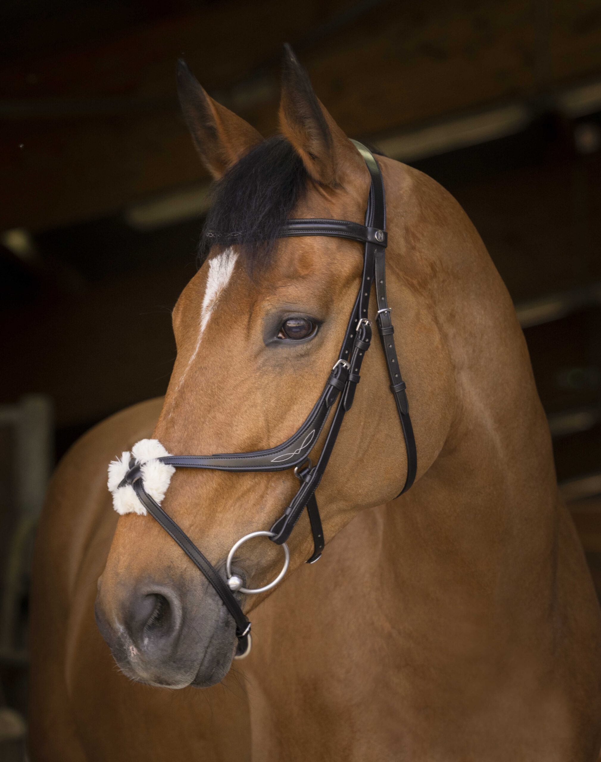 NORTON PRO bridle with crossed noseband