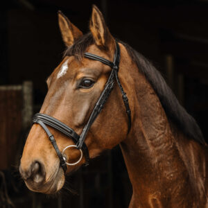 NORTON PRO - Apophyse - Bridle