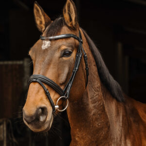 NORTON PRO - Galon - Bridle