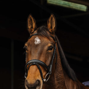 NORTON PRO - Dark - Bridle