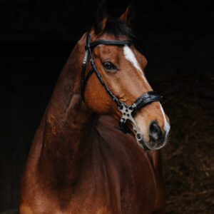 NORTON PRO - Hackamore - Bridle