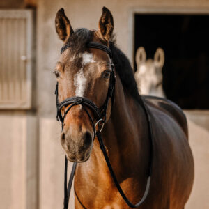 Bridle ERIC THOMAS - Work