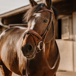 Zaumzeug ERIC THOMAS - Visby