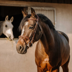 ERIC THOMAS Zaumzeug - Krone