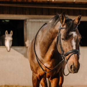 ERIC THOMAS Bridle - Bat