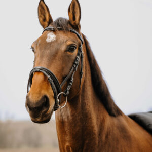 NORTON CLUB - Strass V - Bridle