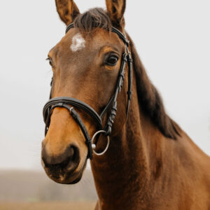 NORTON CLUB - Square - Bridle