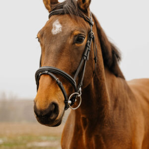 NORTON CLUB - Easy - Bridle