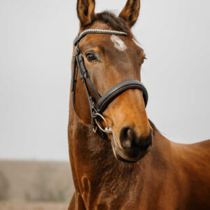 NORTON CLUB - Diva - Bridle